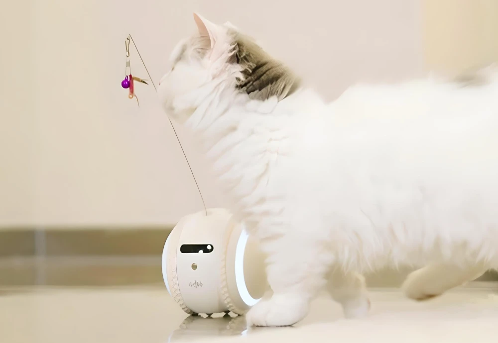 pet camera for cats